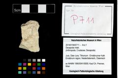 Foto (Objekt + Etikett) von Decapoda indet.  (NHMW-GEO-2014-0194-0711)